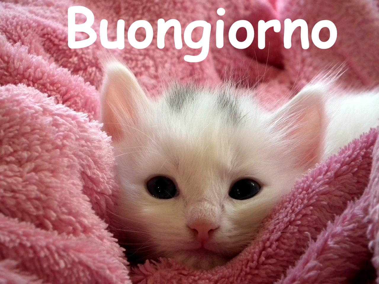  gattino nato da pochi giorni avvolto da un asciugamano 